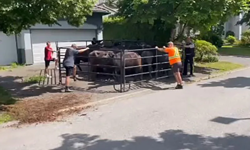 Đàn trâu nước trốn trại lang thang khắp thành phố British Columbia