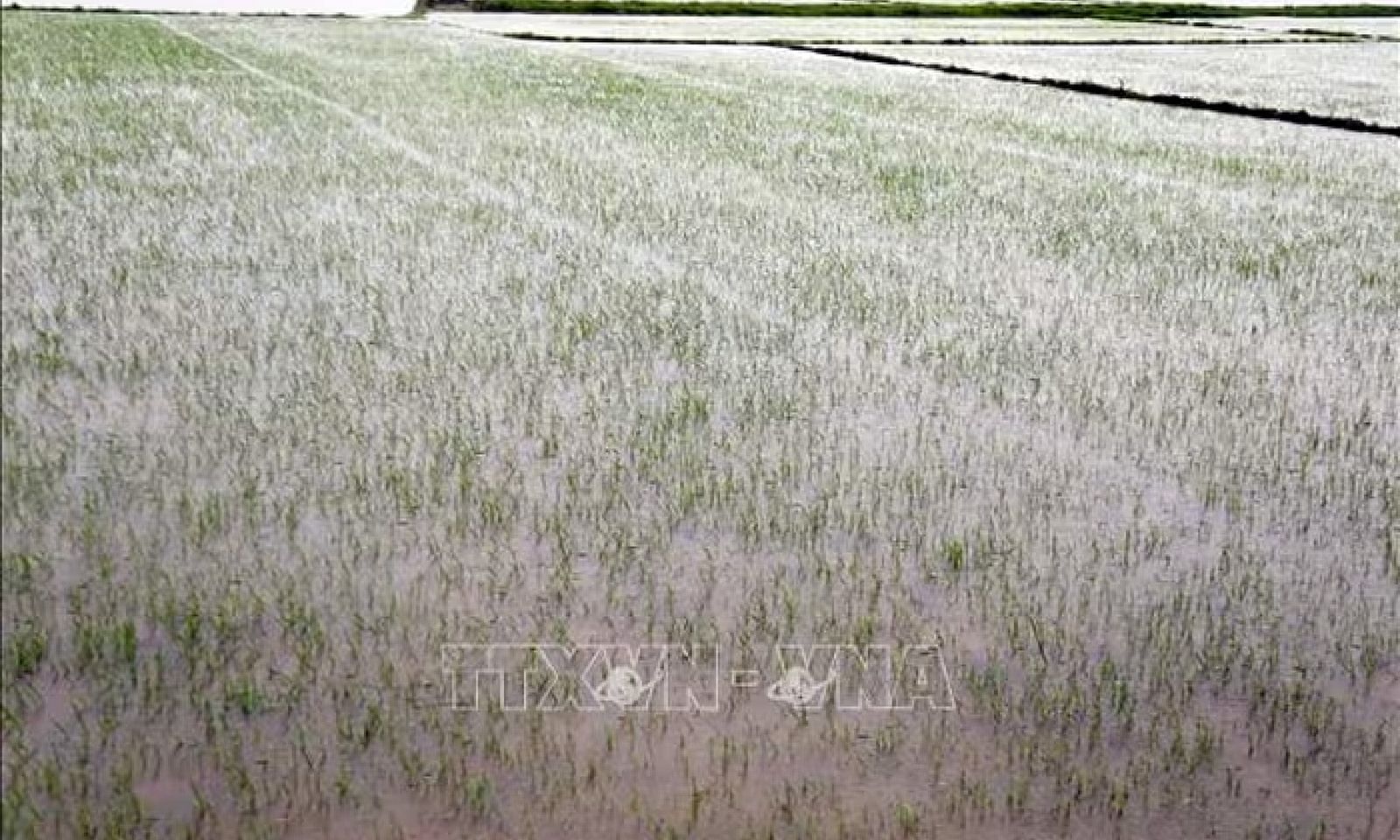 Bão số 1 gây ngập hơn 18.700 ha lúa và hoa màu tại Quảng Bình