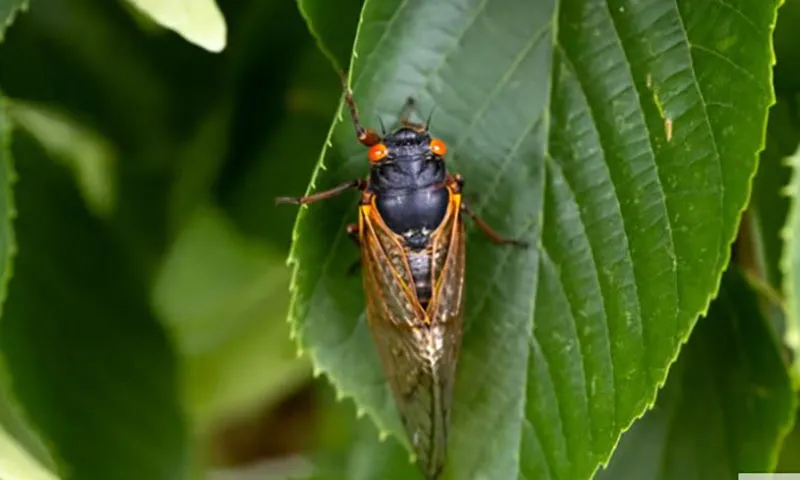 Ve sầu xuất hiện làm náo loạn và gây lật cả xe ô tô