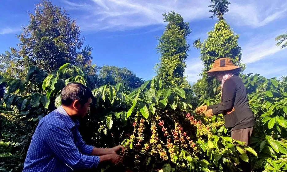 Giá cà phê trong nước giảm sâu, thị trường trầm lắng