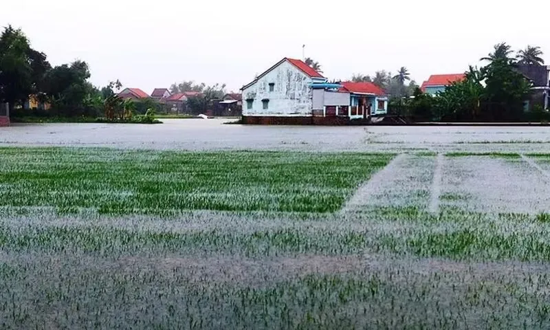 Mưa lũ gây thiệt hại nặng nề cho nông nghiệp miền Trung