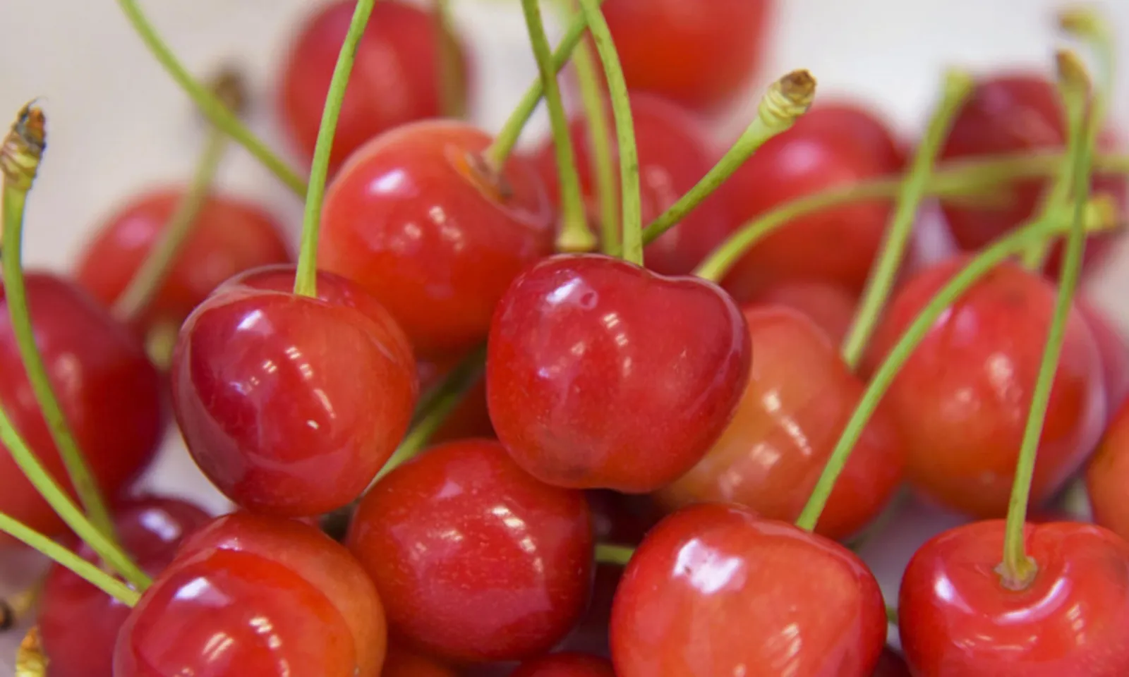 Truy tìm kẻ hái trộm cả vườn anh đào hảo hạng ở đông bắc Nhật Bản