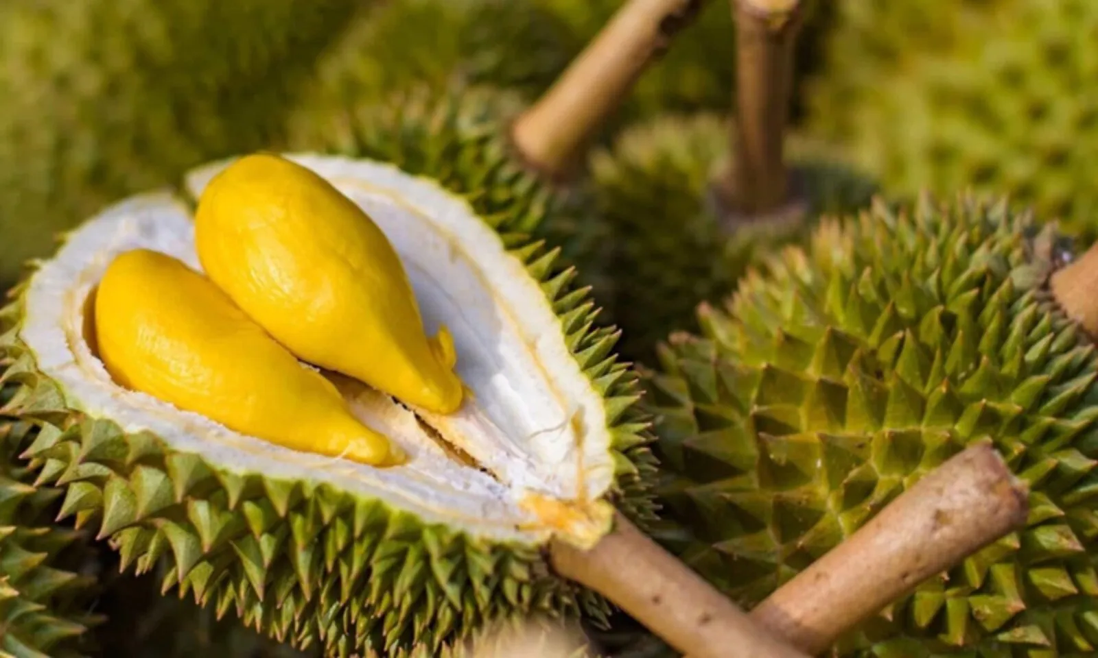 Những lợi ích của sầu riêng đối với sức khoẻ