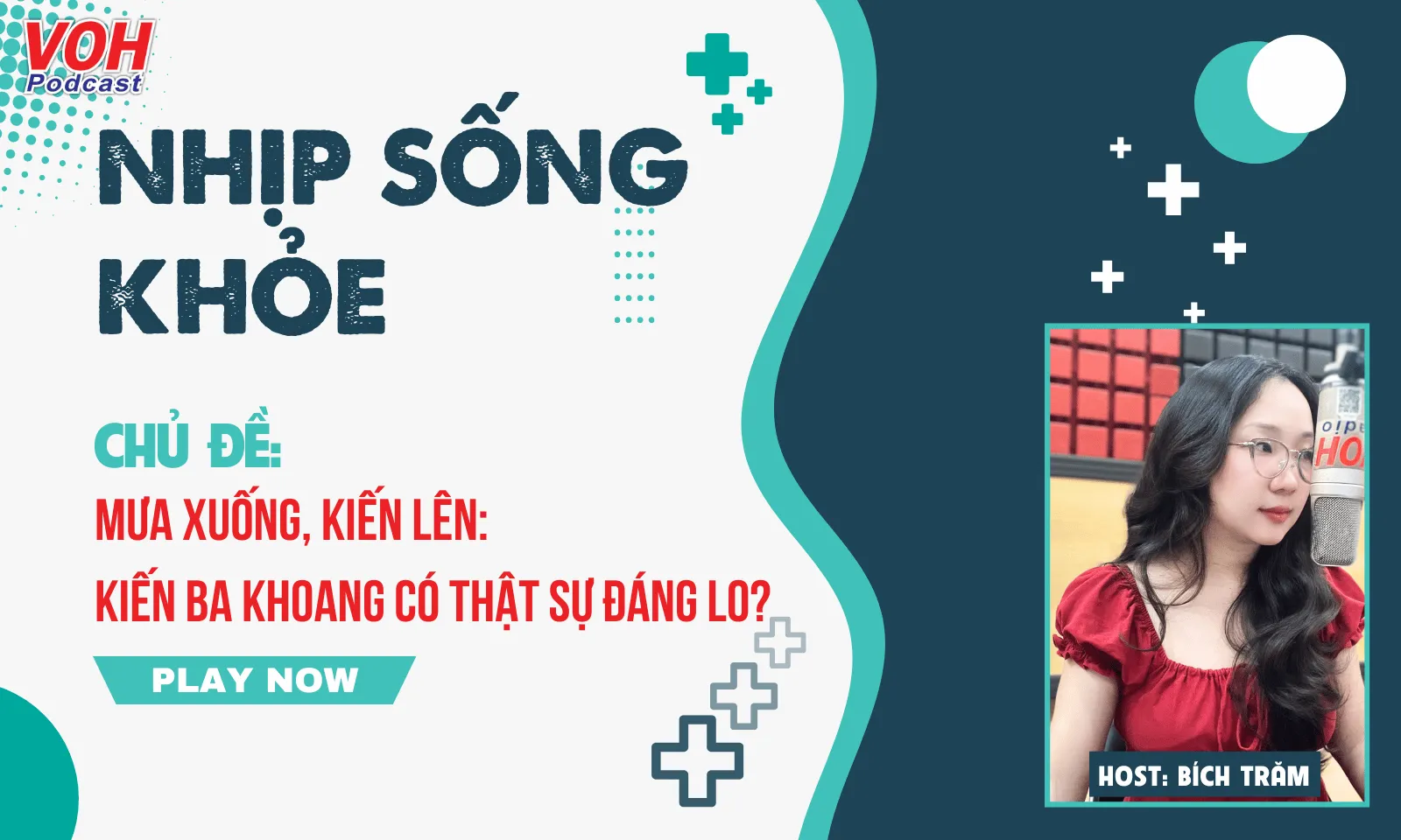 Mưa xuống, kiến lên: Kiến ba khoang có thật sự đáng lo?