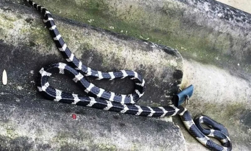 Bé gái 7 tuổi suýt mất mạng vì rắn cạp nia bò ra từ điều hòa cắn khi đang ngủ