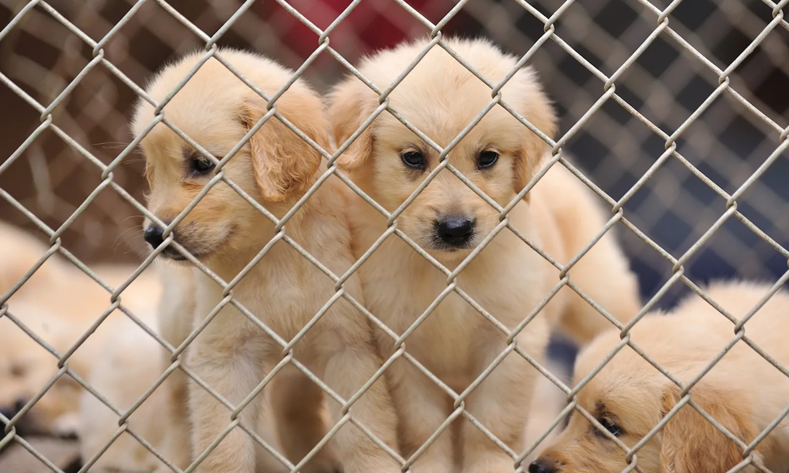 Người đàn ông bị bắt vì dùng điện giật giết chết 120 con chó