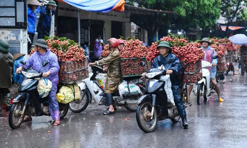 Xây dựng tuyến đường vào vùng vải thiều xuất khẩu: Lục Ngạn