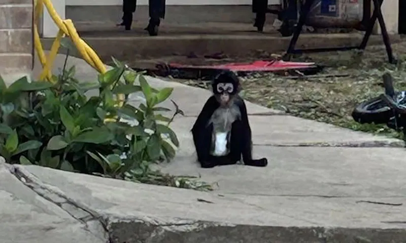 Con khỉ nhện mặc tã chạy rông bị bắt làm liên lụy đến chủ