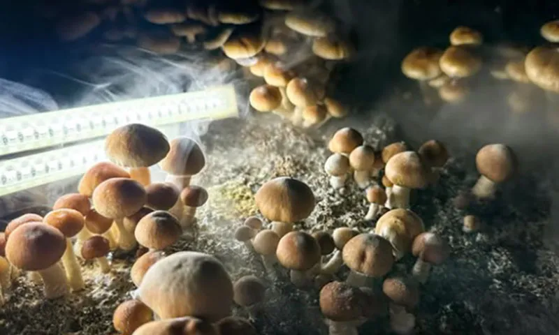 Nấm Psilocybin Golden Teacher mọc trong một bồn đơn ẩm ở tầng hầm của một ngôi nhà riêng vào ngày 24 tháng 12 năm 2023 tại Quận Fairfield, Connecticut ( Getty )