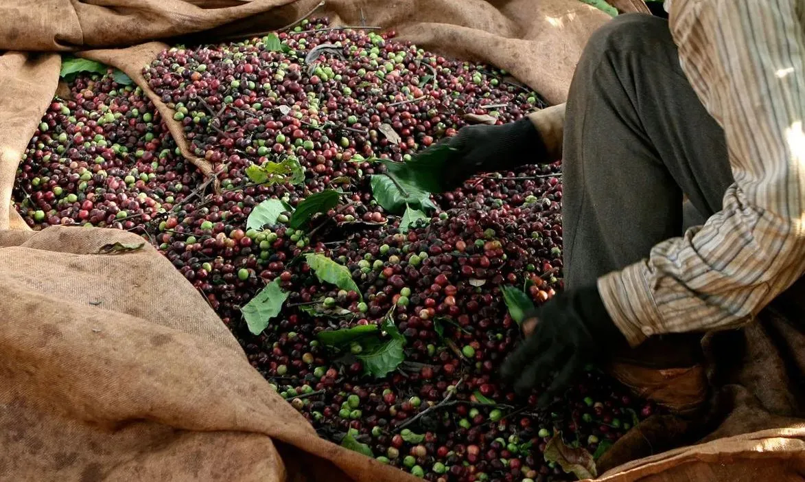 Giá cà phê trong nước tụt mốc 100.000 đồng/kg, giảm mạnh nhất từ đầu năm