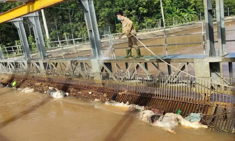 Làm rõ thông tin hàng trăm xác heo nổi trên kênh Phước Hòa-Dầu Tiếng