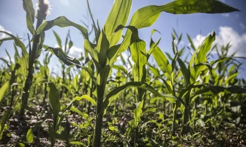 Nigeria và Brazil ký thỏa thuận 1 tỷ USD nhằm thúc đẩy nông nghiệp