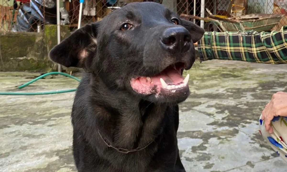 Bé trai 2 tuổi bị chó nhà người thân cắn lộ sọ đã xuất viện