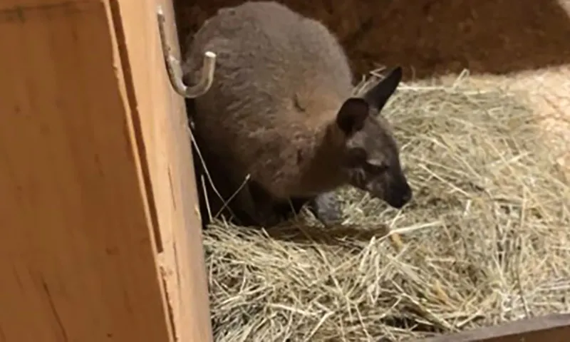 Con chuột túi trốn thoát vườn thú ở New York đi lang thang 2 tuần 