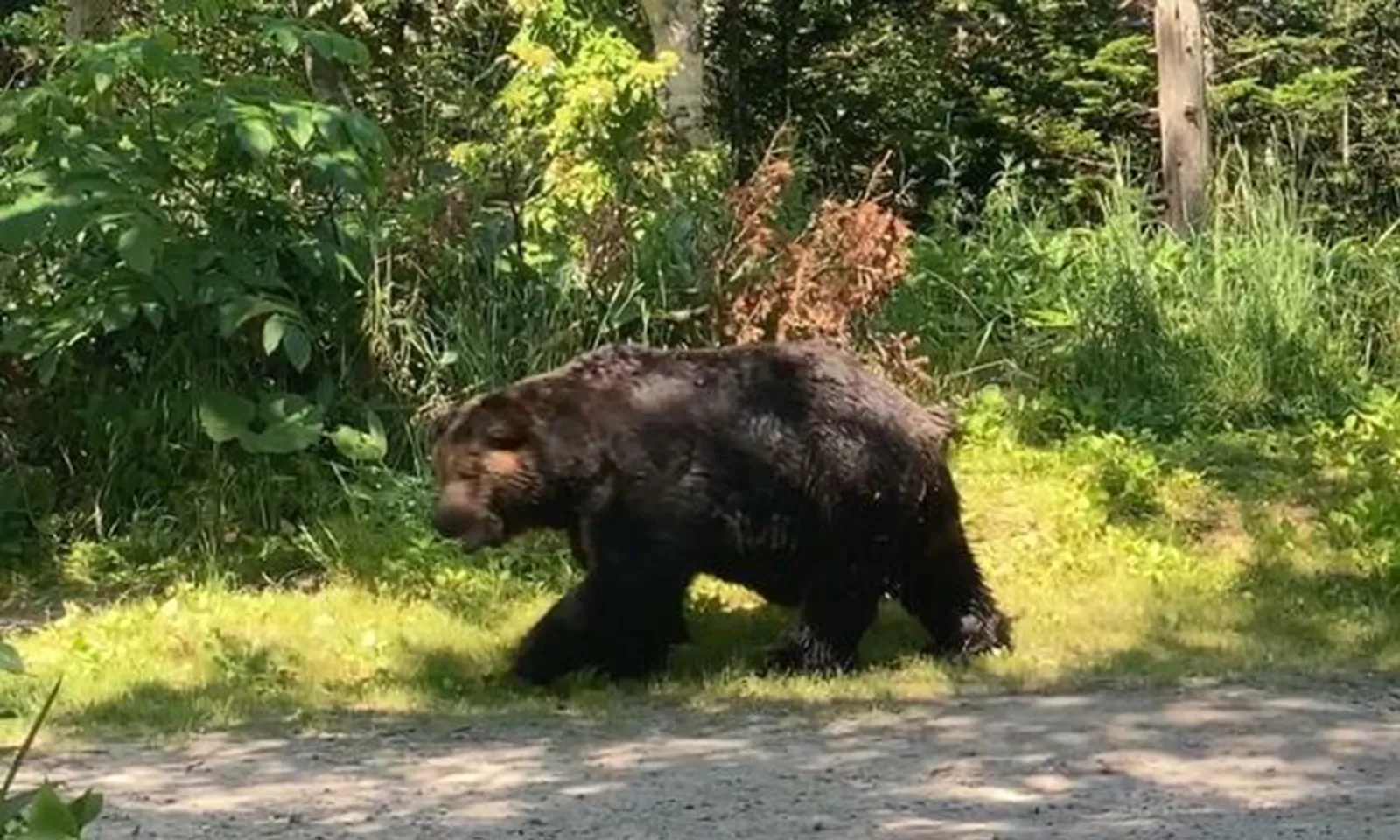 Sân bay Nhật Bản phải hủy nhiều chuyến bay vì gấu lang thang trên đường băng