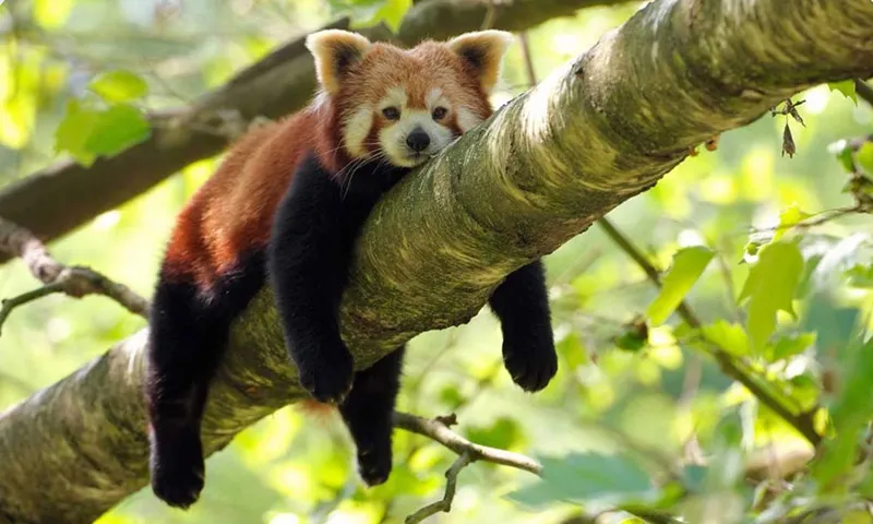 Khách sạn bị cấm dịch vụ dùng gấu trúc đỏ đánh thức du khách mỗi sáng