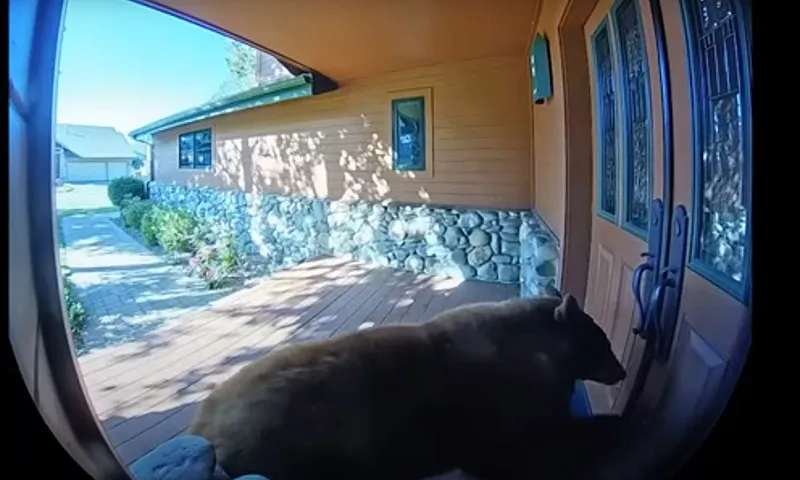 Gấu đột nhập vào nhà lục tung tủ lạnh kiếm thức ăn