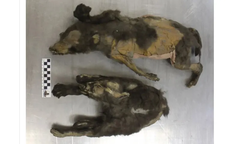 Hai chú sói con được phát hiện ở  Bắc Siberia