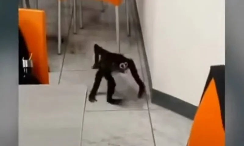 Khỉ nhện bị bắt trong phòng nghỉ của tòa nhà văn phòng