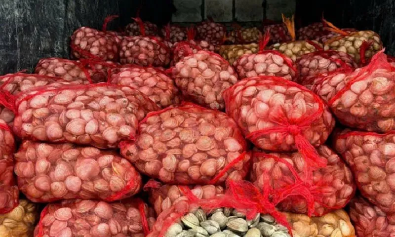Quảng Ninh: Gần 17 tấn ngao, hàu sữa không rõ nguồn gốc bị thu giữ và tiêu hủy 