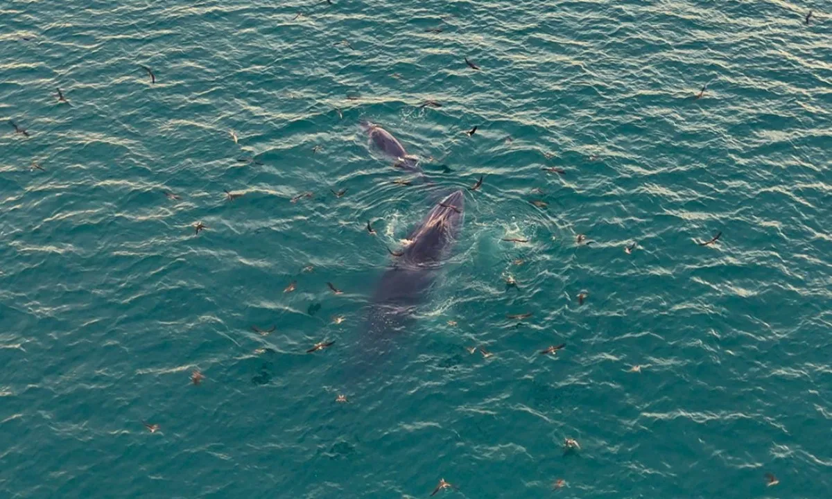 Cá voi mẹ con xuất hiện gần bờ biển Gia Lai và Đắk Lắk