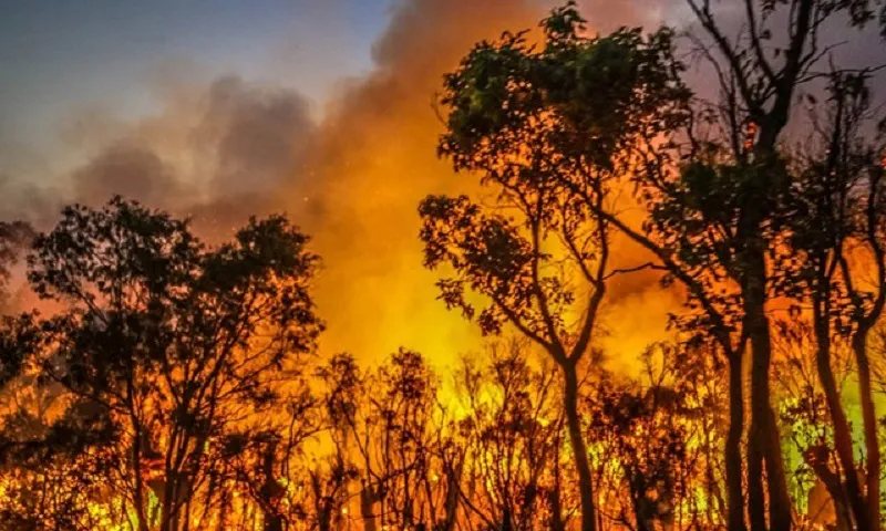 Đã dập tắt vụ cháy rừng bạch đàn ở Nghệ An