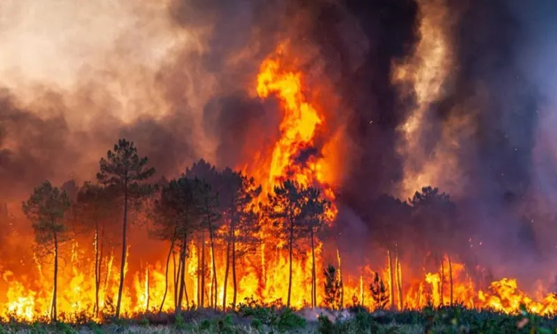 cháy rừng - Ảnh AP