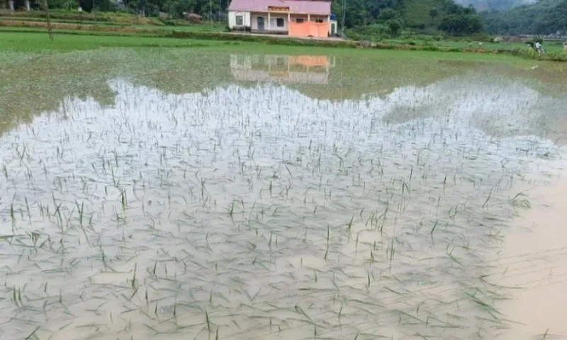 Mưa lũ gây thiệt hại nặng, 2 người tử vong