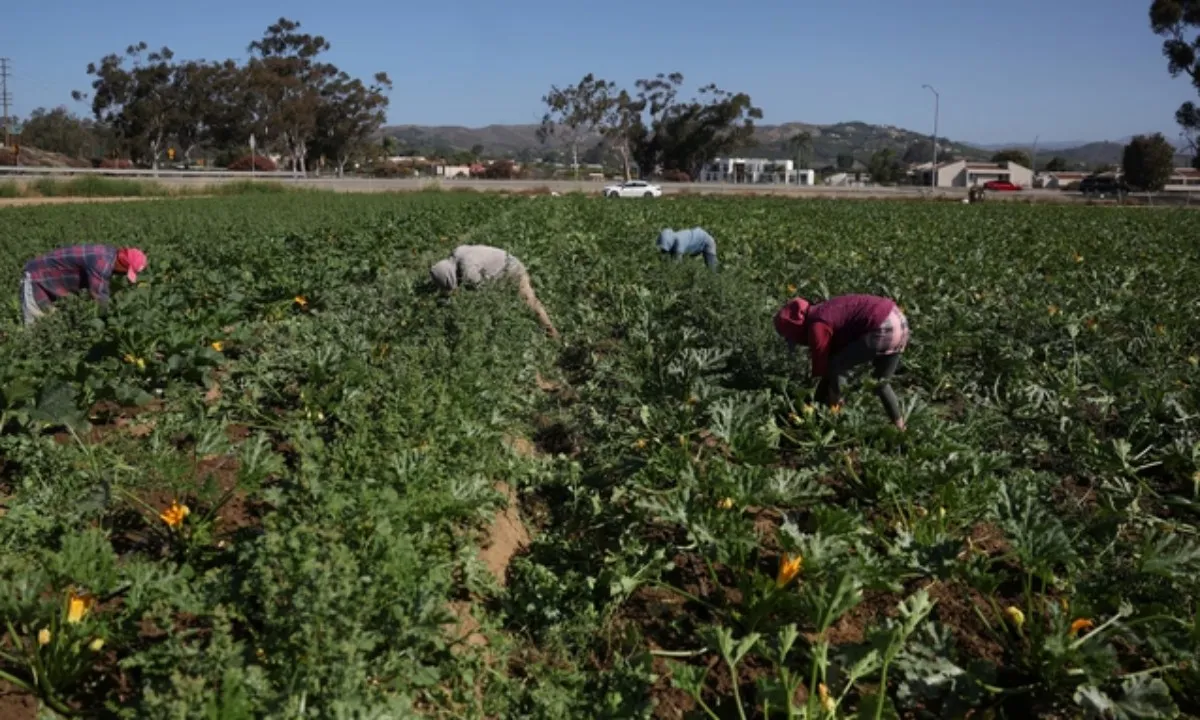 Nông sản Mỹ đứng trước nguy cơ thối rữa vì siết nhập cư
