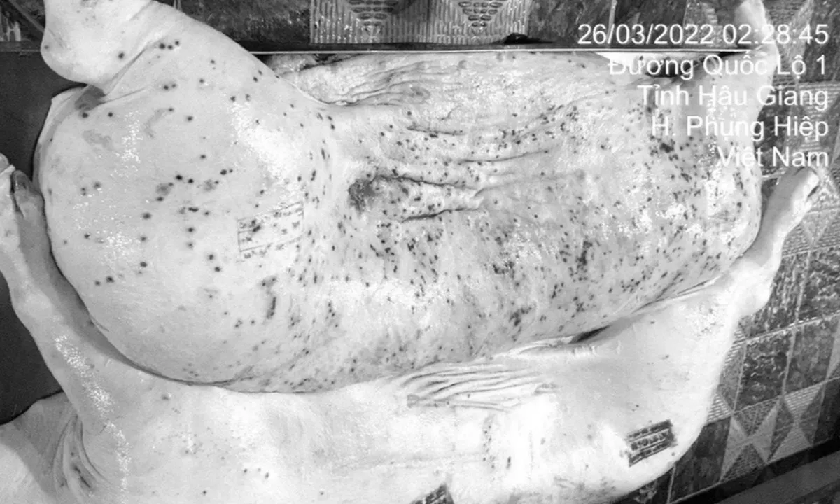 C.P. Việt Nam công bố kết luận điều tra vụ thịt heo bẩn