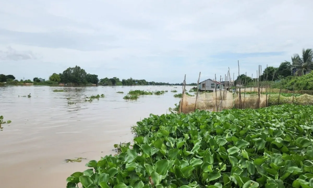 Mực nước sông Cửu Long tăng mạnh, nguy cơ ngập úng sạt lở