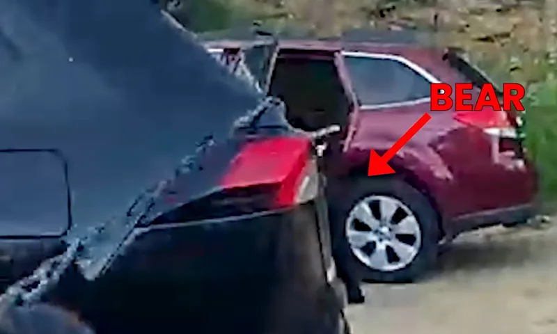 Gấu chui vào ô tô phá banh nội thất xe