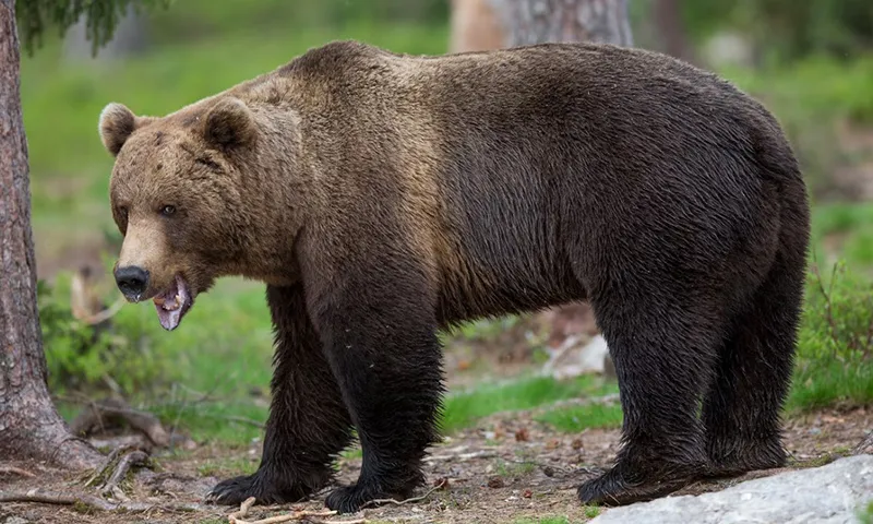 Gấu tấn công người ngày càng tăng ở Romania