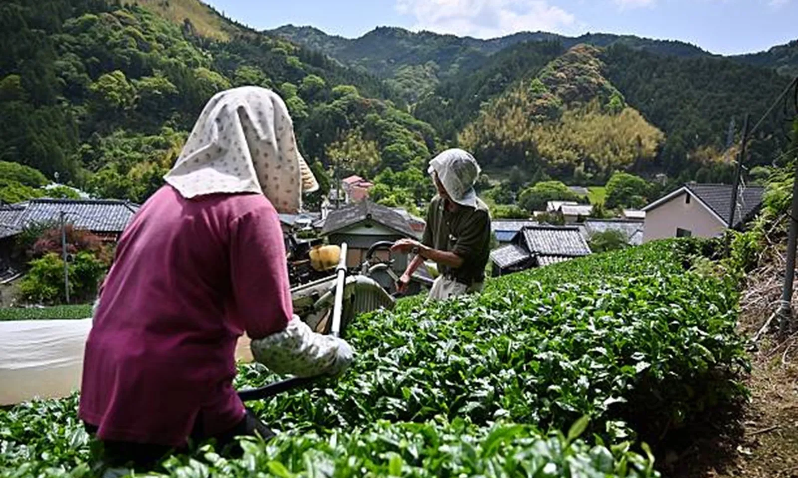 Nắng nóng kỷ lục khiến sản lượng matcha Nhật giảm mạnh, đẩy giá lên cao kỷ lục