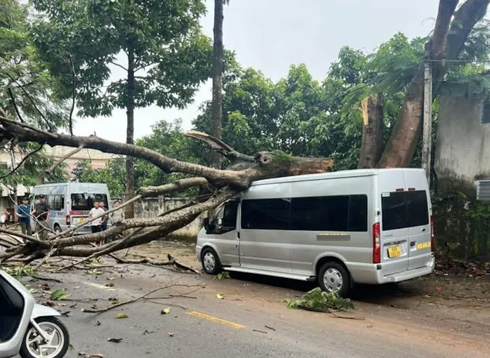 cay-phuong-lon-gay-do-de-len-xe-o-to-o-duong-tan-tien-1751859435957141611971