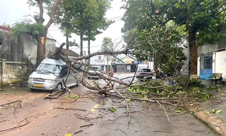 Gia Lai: Cây phượng bất ngờ gãy ngang, chắn cả con đường 