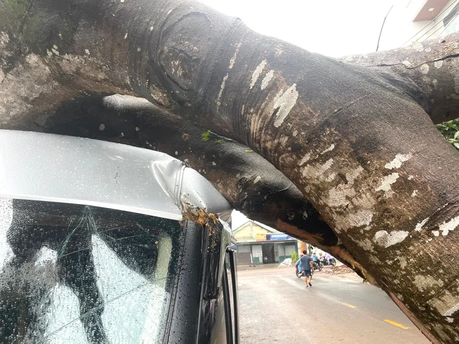 xe-o-to-bi-vo-kinh-va-mop-meo-do-cay-lon-de-len-anh-van-ngoc