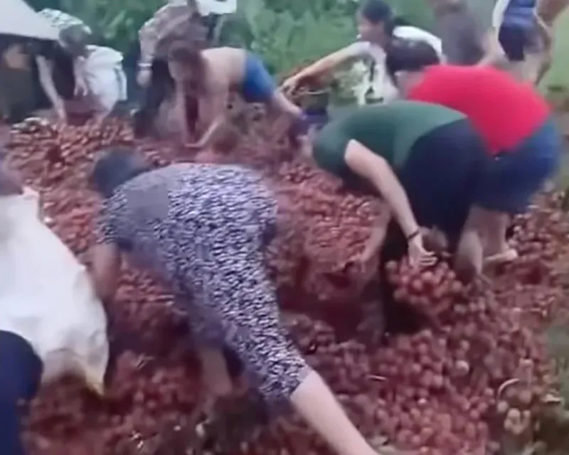 Người dân đến lấy vải vì không có ai trông coi