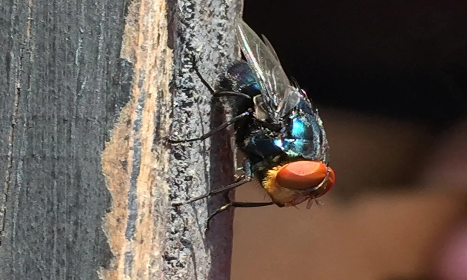 Mexico xây dựng nhà máy sản xuất ruồi vô sinh nhằm kiểm soát dịch ký sinh trùng ăn thịt