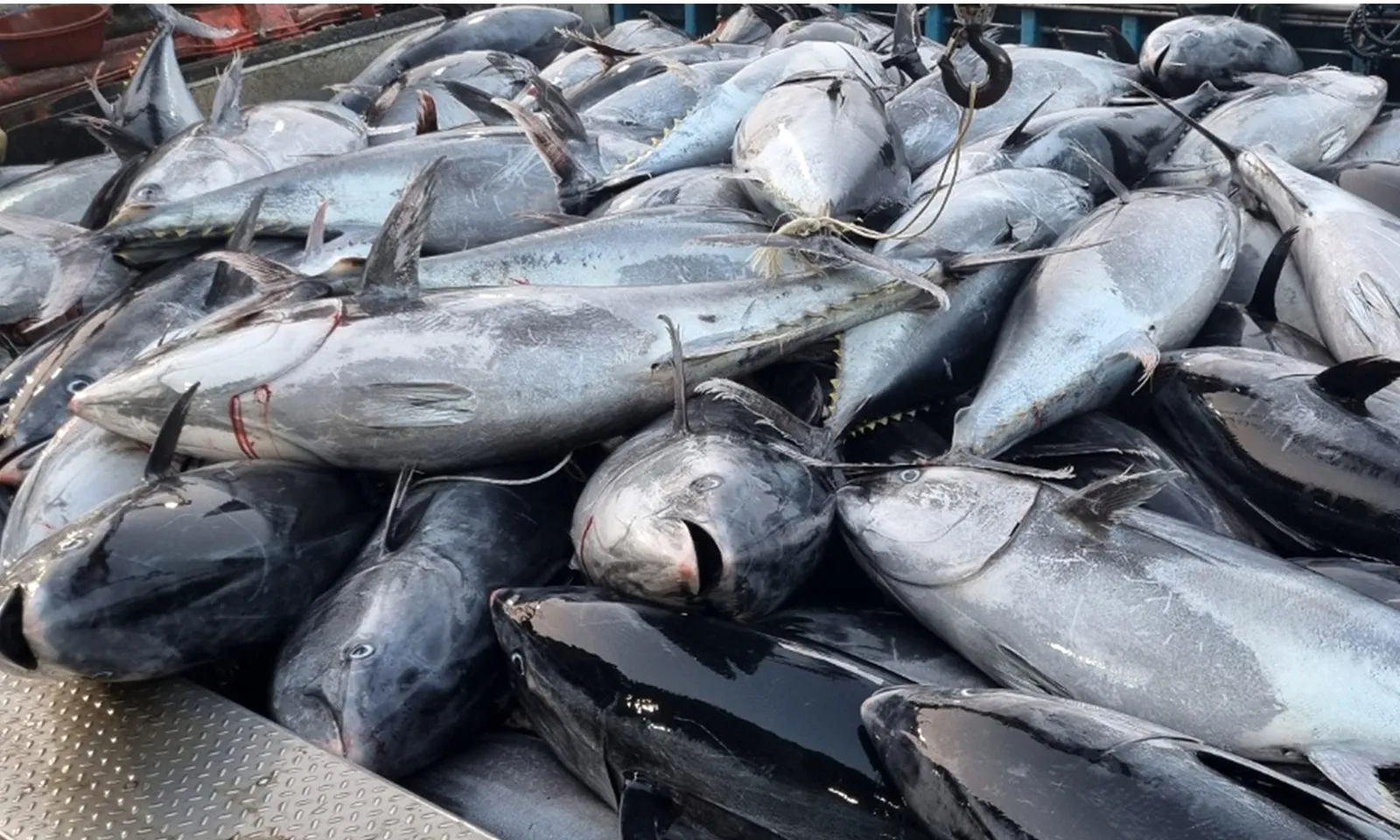 Lý do khiến ngư dân Hàn Quốc phải đổ bỏ hơn 1.300 con cá ngừ vây xanh khổng lồ