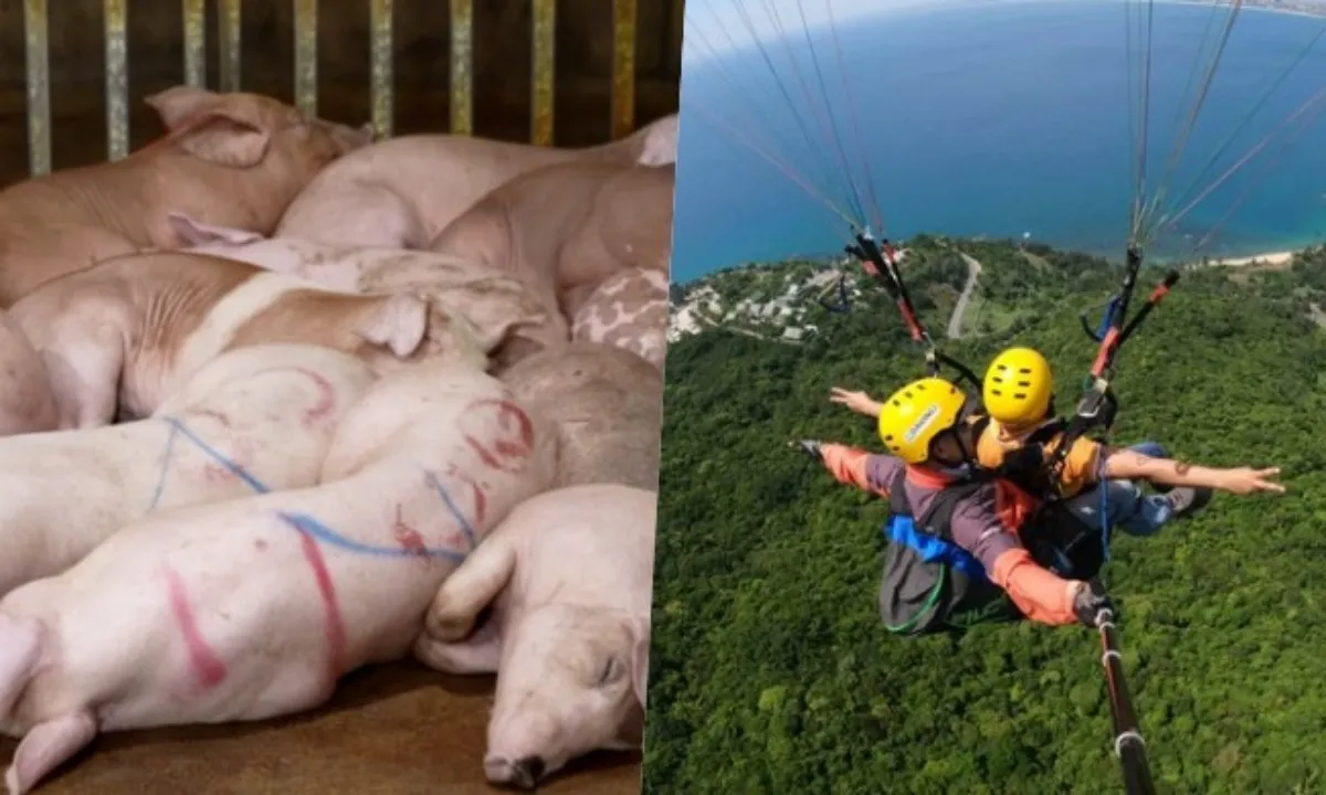 Điểm tin trưa 9/7: Phá đường dây giết mổ heo bệnh | Dù lượn rơi trên bán đảo Sơn Trà