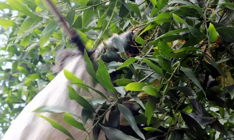 An Giang: Độc đáo nghề săn trứng kiến mùa mưa ở Bảy Núi