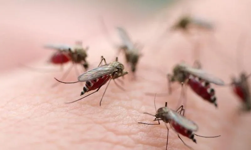 Cảnh báo sốt xuất huyết bùng phát khi vô mùa mưa, nguy cơ biến chứng nặng