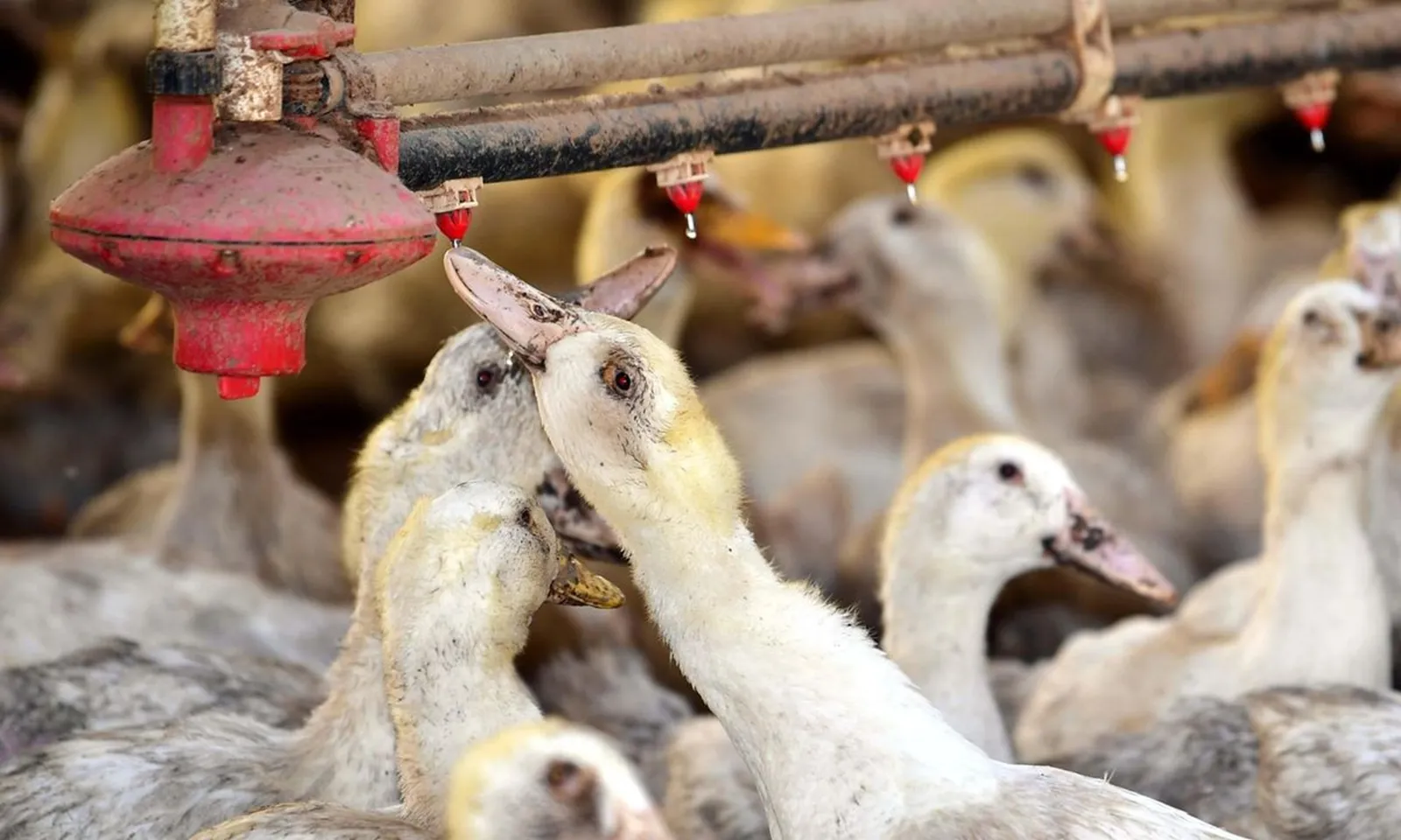 Hàn Quốc: Vật nuôi chết hàng loạt vì nắng nóng