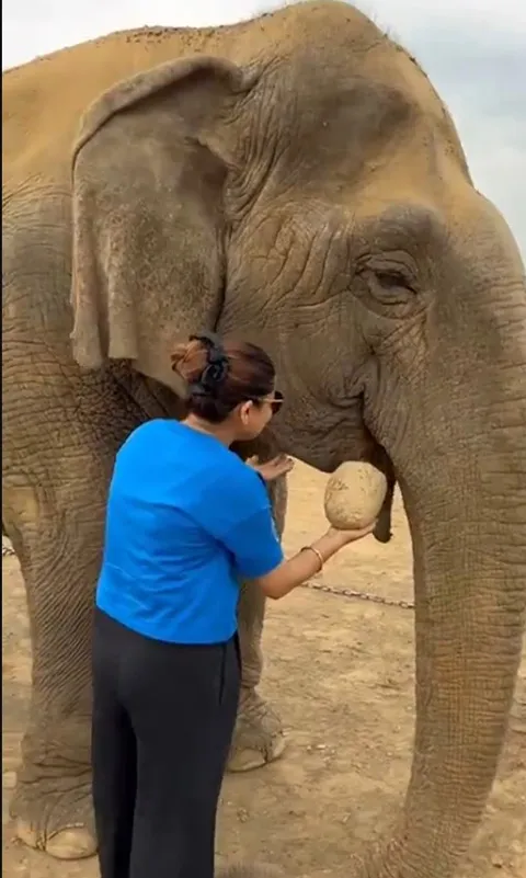 Bà voi già nhất thế giới qua đời 