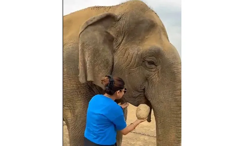 “Bà” voi già nhất châu Á 100 tuổi đã qua đời