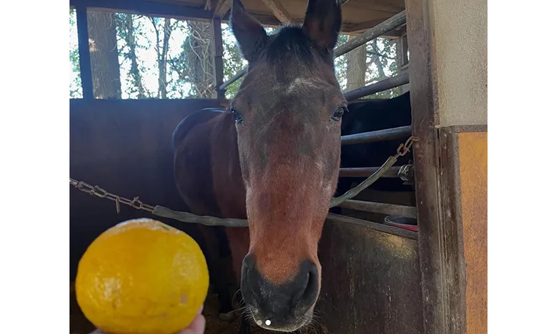 Cô ngựa đua nổi tiếng nhờ thi đấu 113 trận mà chưa thắng trận nào!