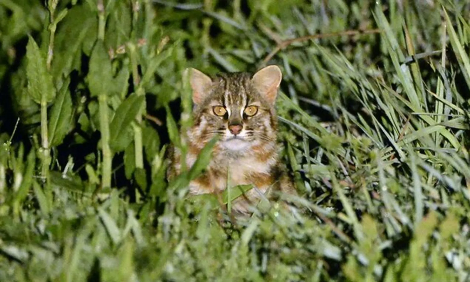 Tìm thấy hóa chất vĩnh cửu trong cơ thể loài mèo rừng Nhật Bản