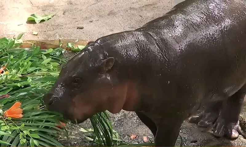 Moo Deng, Chú hà mã lùn được tổ chức lễ kỷ niệm sinh nhật kéo dài 4 ngày, bao gồm cả chiếc bánh nặng 20kg.