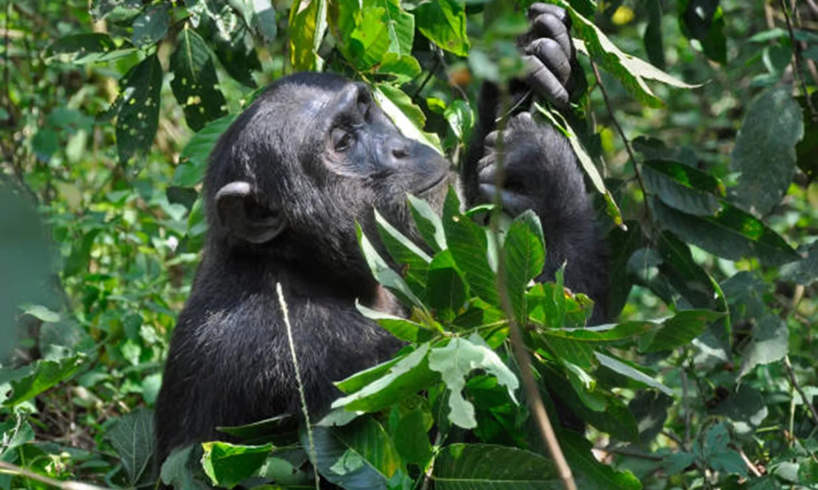 Nghiên cứu mới: Tinh tinh thể hiện hành vi xã hội và khả năng học hỏi tương tự con người